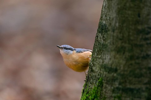 Nuthatch (Sitta europaea) foraging on the trunk of a copper beech, attentive, Germany