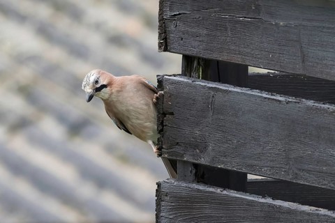 A jay (Garrulus glandarius) peers curiously from behind a wooden stick and observes the