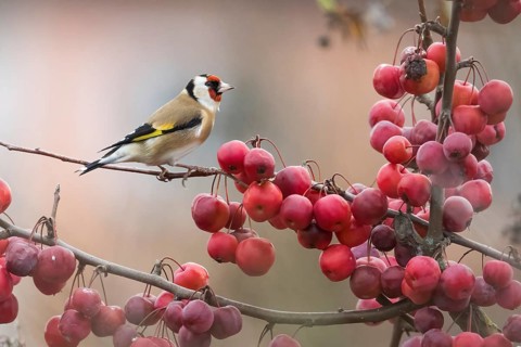 A goldfinch (Carduelis carduelis) sitting on a branch full of ripe, red berries, Hesse, Germany