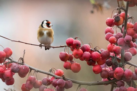 A goldfinch (Carduelis carduelis) sitting on a branch next to densely grown red berries against a
