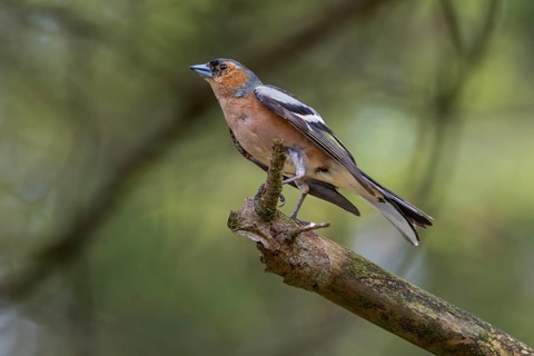 The male chaffinch (Fringilla coelebs) threatens an intruder that has invaded its territory with
