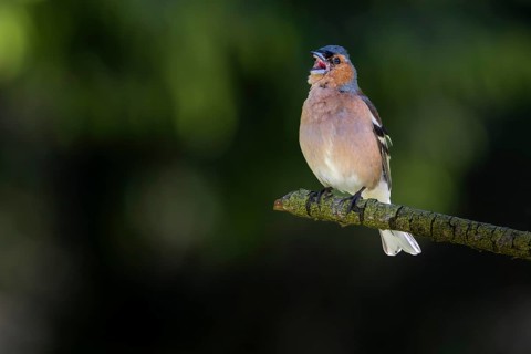From mid-June, the singing activity of male chaffinches (Fringilla coelebs) decreases noticeably,