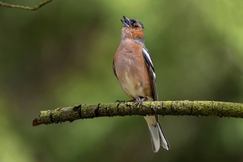 Chaffinch (Fringilla coelebs) Males are persistent singers, breeding dress, territory, territorial