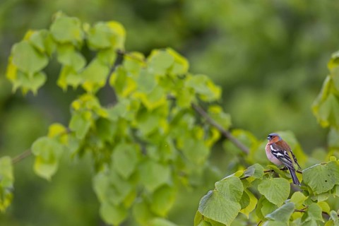 The fresh, bright green of the lime tree leaves forms a beautiful contrast to the plumage of the