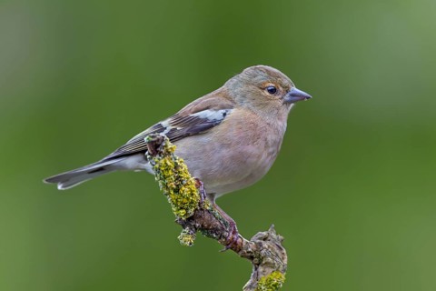 A male chaffinch (Fringilla coelebs) that hatched a few weeks ago, its plumage slowly colouring