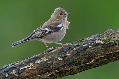 Chaffinch (Fringilla coelebs) female on an oak branch, perch, Germany