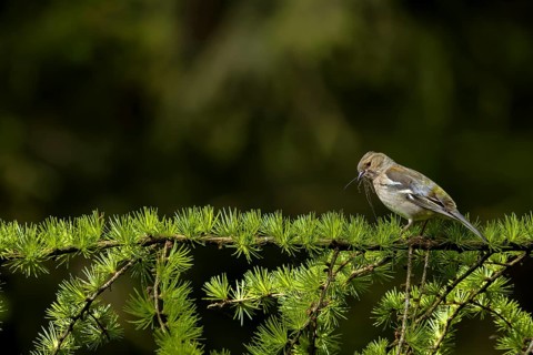 The female chaffinch (Fringilla coelebs) eagerly collects nesting material for nest building, nest