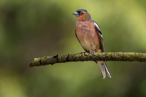 This male chaffinch (Fringilla coelebs) has already lost some head feathers in a territorial fight,