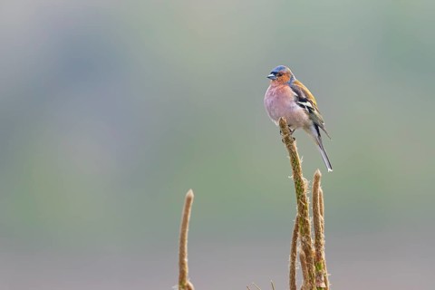 Chaffinch (Fringilla coelebs) male resting on his singing perch, breeding plumage, territory,