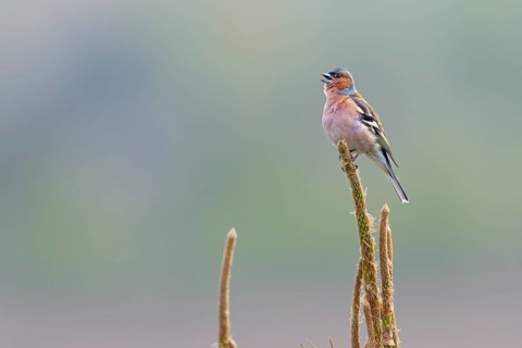 Chaffinch (Fringilla coelebs) male in breeding plumage on a singing platform, breeding plumage,