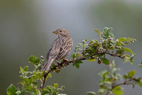 In the meantime, grey buntings (Emberiza calandra) can be regularly observed in the north of