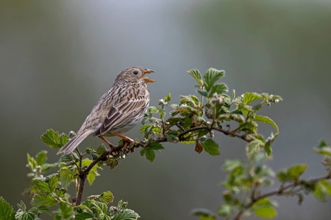 Corn bunting (Emberiza calandra) male on a singing platform, perch, breeding area, territory,