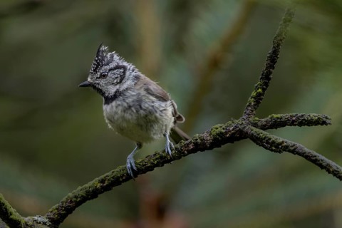 A fledged crested tit (Lophophanes cristatus) foraging in the branches of a pine tree, young bird,