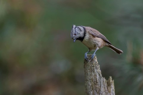 Curious, the crested tit (Lophophanes scalloped ribbonfish) observes something on the forest floor