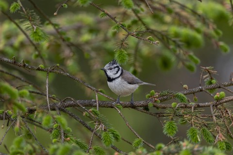 The crested tit (Lophophanes scalloped ribbonfish) forages for food in the branches of a spruce