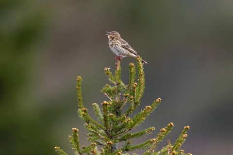 Due to the milder winters, this tree pipit (Anthus trivialis) has already returned to its breeding