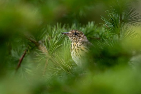 A young tree pipit (Anthus trivialis), fledged a few days ago, sits well hidden between the