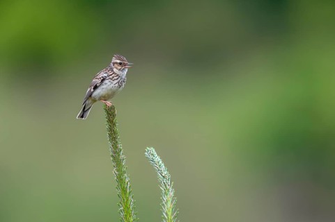 Tree pipits (Anthus trivialis) like to sit on exposed places such as tree tops to start their song