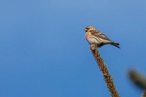 A male redpoll (Carduelis flammea) on a spruce branch, Denmark