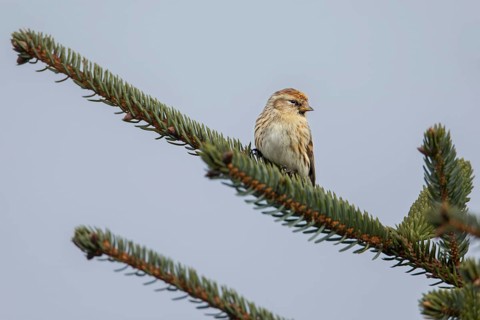 A redpoll (Carduelis flammea) near the Danish North Sea coast, an observation that pleasantly