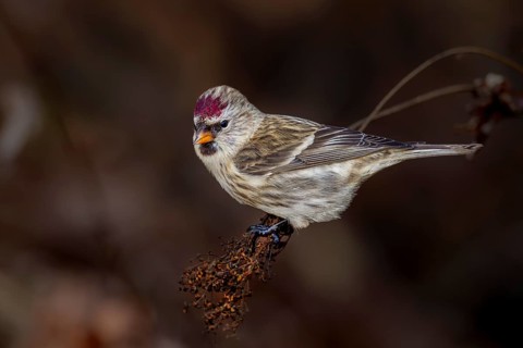 Redpoll (Carduelis flammea) female in Sweden, Sweden