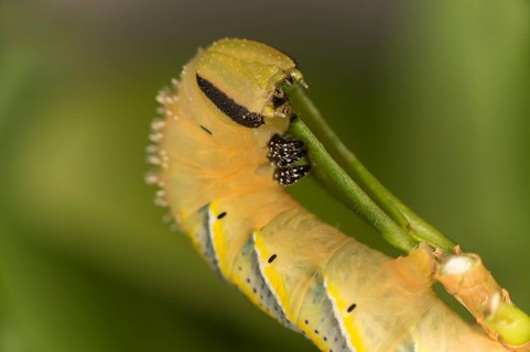 Caterpillar of the death's-head hawkmoth (Acherontia atropos) in the L4 stage feeding on a privet
