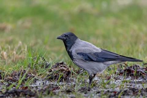 A Hooded Crow (Corvus cornix) in search of food, Denmark