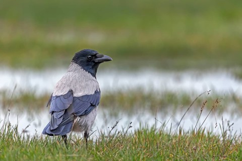 Flooded meadows offer the Hooded Crow (Corvus cornix) a wide range of food, Denmark