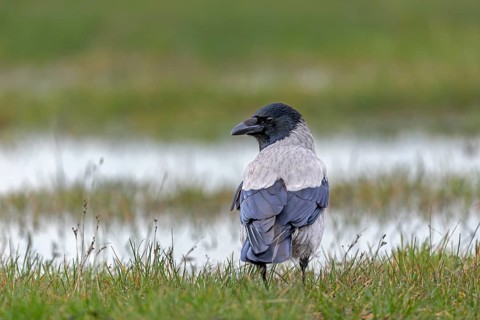 Hooded crows (Corvus cornix) are very shy and difficult to photograph, in areas heavily frequented