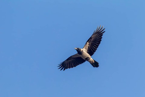 Hooded Crow (Corvus cornix) in flight, flight photo, Germany