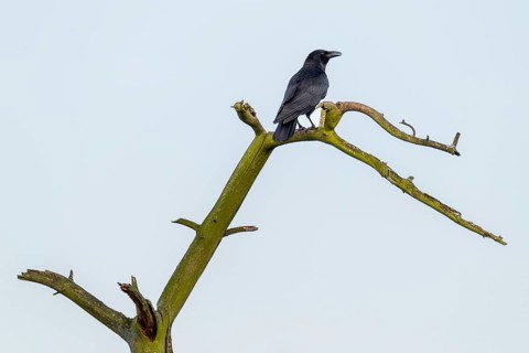 Raven crow (Corvus corone) sitting on a dead tree, perch, Germany