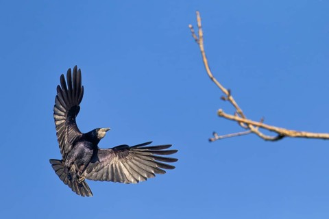 Rook (Corvus frugilegus) with well-filled crop, breeding colony, flight photo, Germany