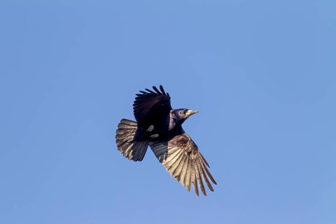 Rook (Corvus frugilegus) approaching the nest, breeding colony, flight photo, Germany