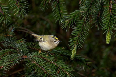 Rarely can the goldcrest (Regulus regulus) be observed standing so freely, foraging, Denmark
