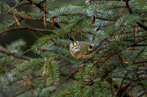 The goldcrest (Regulus regulus) is difficult to spot among the dense branches of the conifers,