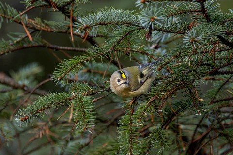 The goldcrest (Regulus regulus) forages among the dense branches of spruce and other conifers,