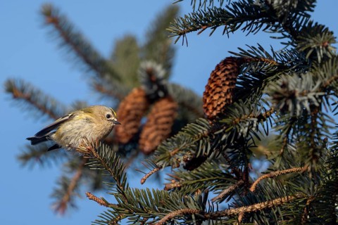 Goldcrests (Regulus regulus) are constantly on the move, foraging incessantly among the branches of