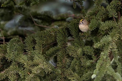 Typical for goldcrests (Regulus regulus) are the light yellow, or light orange feet, thoughtful,