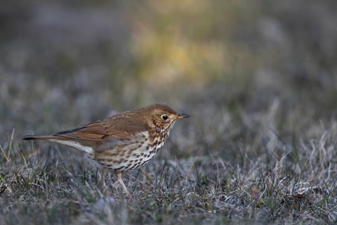 The song thrush (Turdus philomelos) shows the typical slightly tilted head posture while foraging