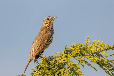 Song thrush (Turdus philomelos) Males use exposed places such as tree tops as singing perches,