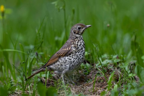 In a small forest meadow, the song thrush (Turdus philomelos), which fledged a few days ago,