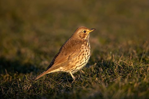 Song thrush (Turdus philomelos) in the evening light, foraging, Germany