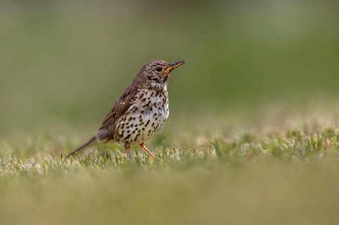 In a small meadow, the song thrush (Turdus philomelos), which fledged a few days ago, searches for