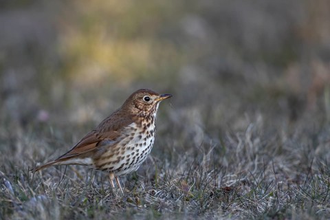 The song thrush (Turdus philomelos) searches for food in a meadow in the evening, foraging, Germany