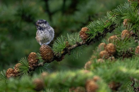 The pine tit (Periparus ater), which fledged a few days ago, must be vigilant, as young birds are