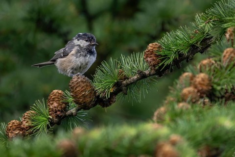 In a few weeks' time, the juvenile pine tit (Periparus ater) will be indistinguishable from the