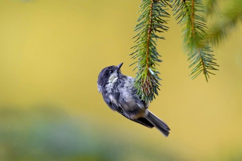 A fledged juvenile of the European Long-tailed Tit (Periparus ater) with a colour anomaly on the