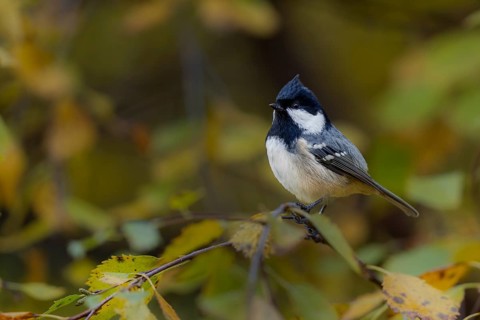 Fir tit (Periparus ater) in Sweden, Autumn colours, Sweden