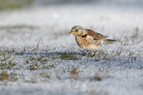 When a juniper thrush (Turdus pilaris) looks down at the ground with its head bent forwards and