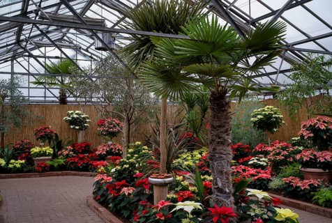 Various blossoms of poinsettia, flower, (Euphorbia pucherrima) Greenhouse, Wilhelma,
